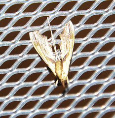 Lineodes elcodes