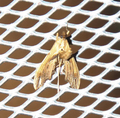 Lineodes elcodes