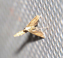 Lineodes elcodes