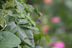 Catopyrops florinda