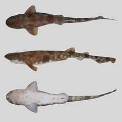 Cloudy Catshark photo 1