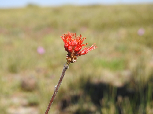red combretum