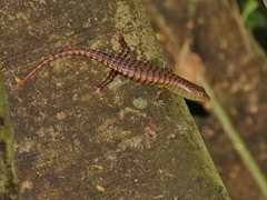 Dasia grisea