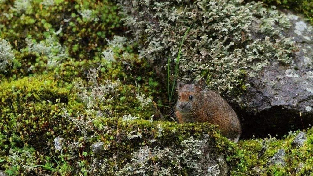Forrest's Pika