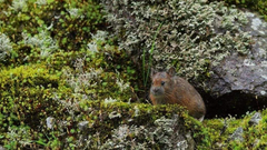 Forrest's Pika photo 1