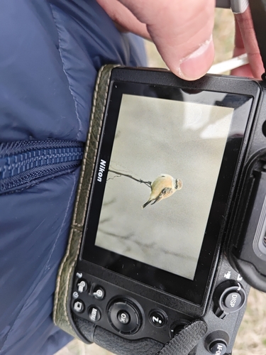 Siberian Stonechat