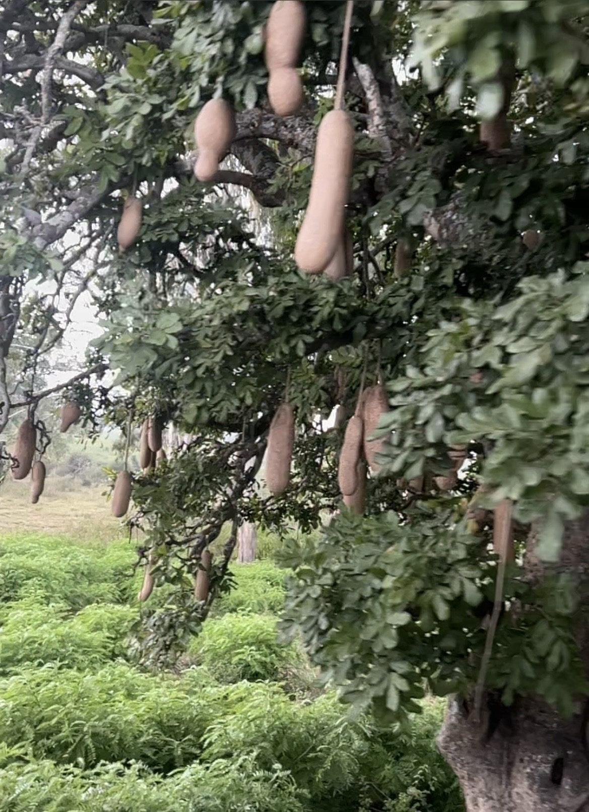 Sausage tree