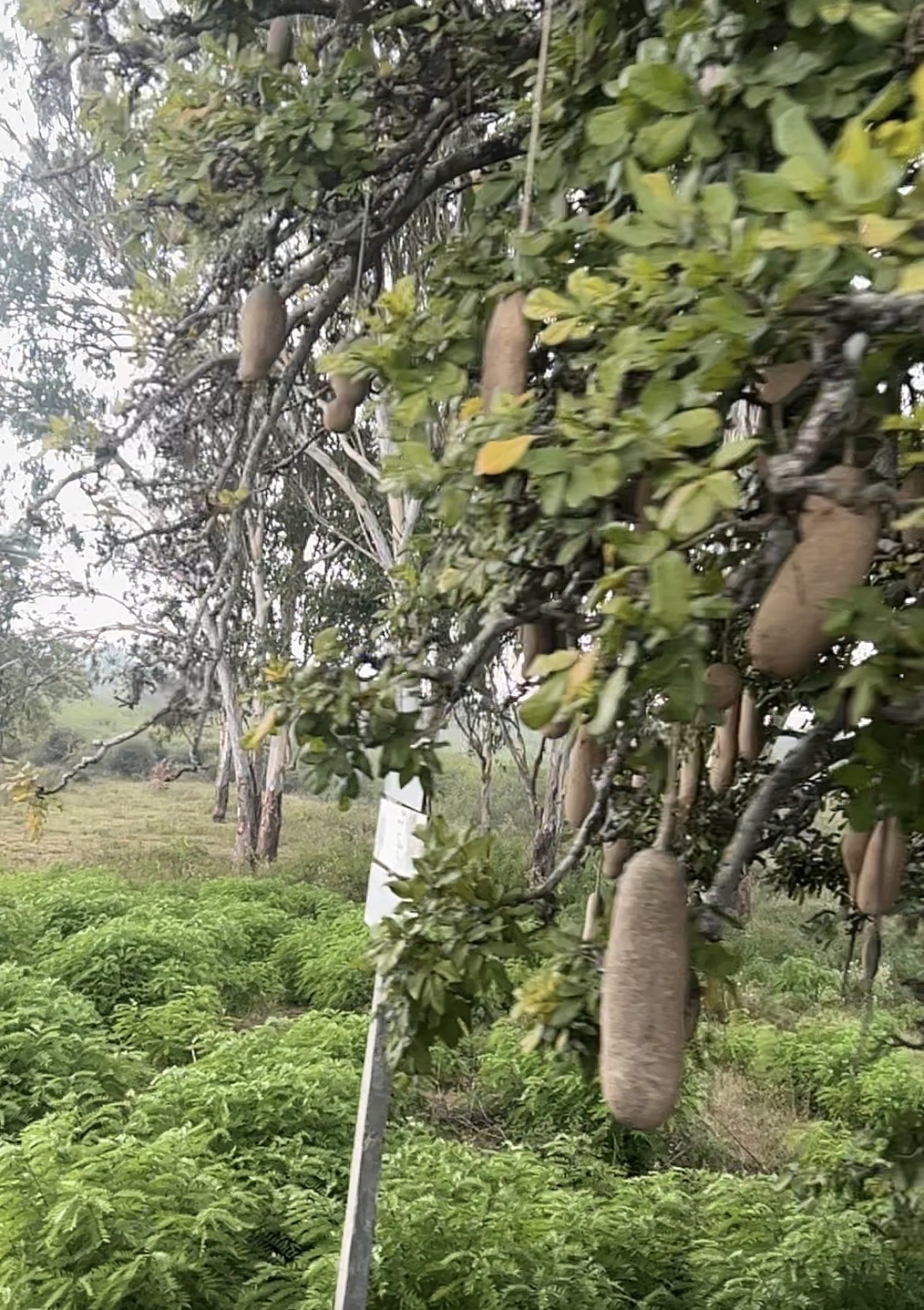Imagem de Árvore-de-salsicha