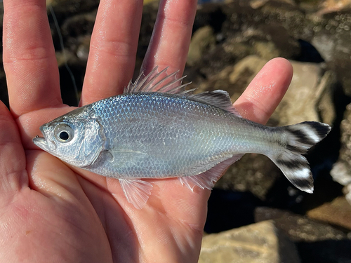 Barred flagtail (Kuhlia mugil) — Kuhliidae — 2