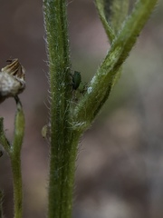 Aphis spiraecola