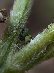 Aphis spiraecola