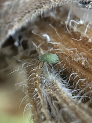 Aphis spiraecola