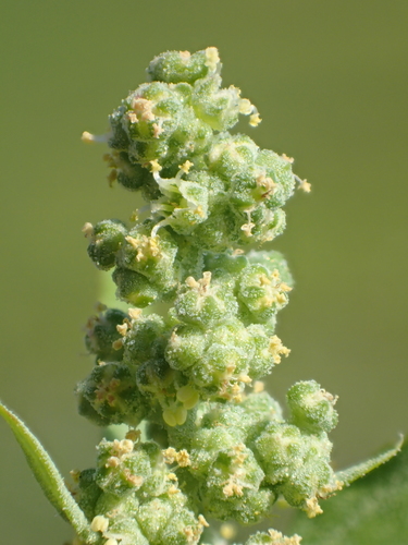 Fig-leaved Goosefoot