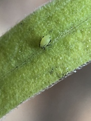 Aphis spiraecola