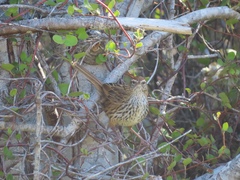 Poodytes punctatus punctatus