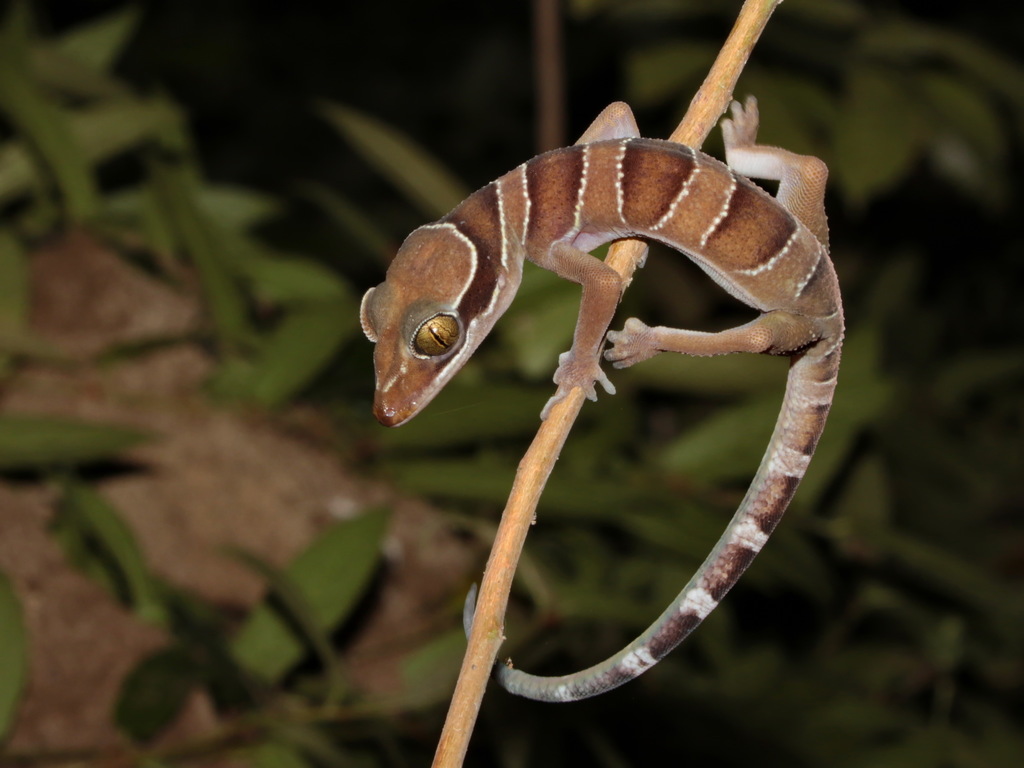 Bintang Lowland Bent-Toed Gecko