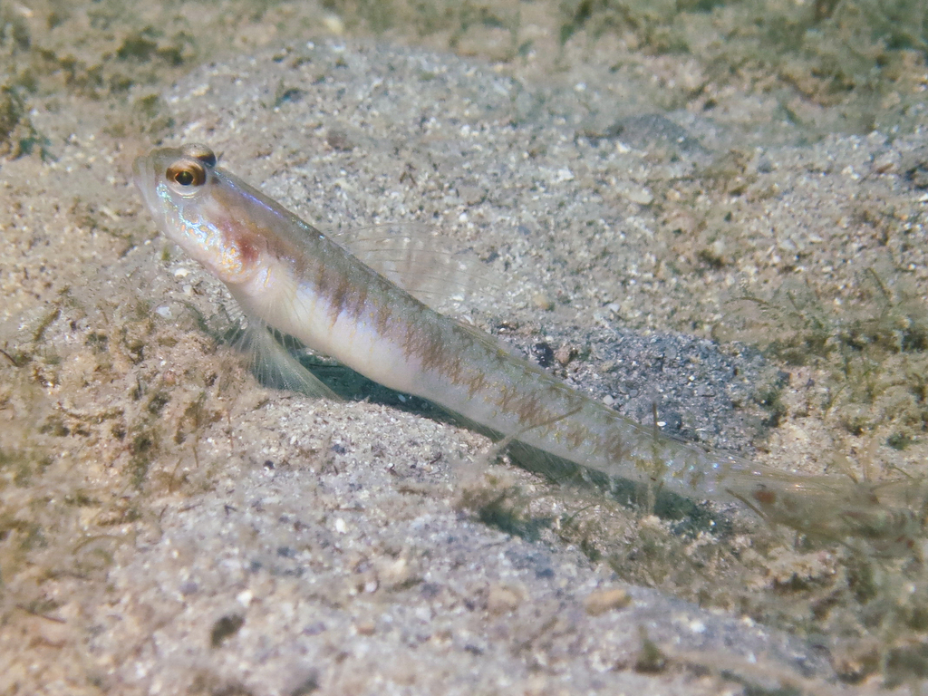 Gold-Marked Shrimpgoby