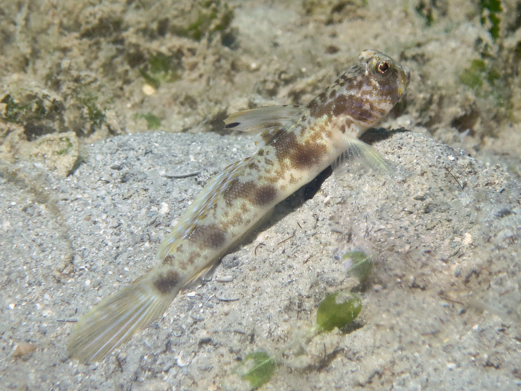 Smooth-Scale Shrimpgoby