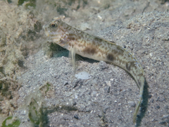 Smooth-Scale Shrimpgoby photo 2