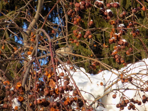 Hawfinch (Coccothraustes coccothraustes), photo 5