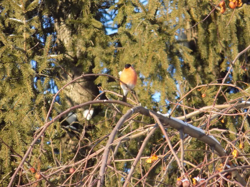 Eurasian Bullfinch (Pyrrhula pyrrhula), photo 6