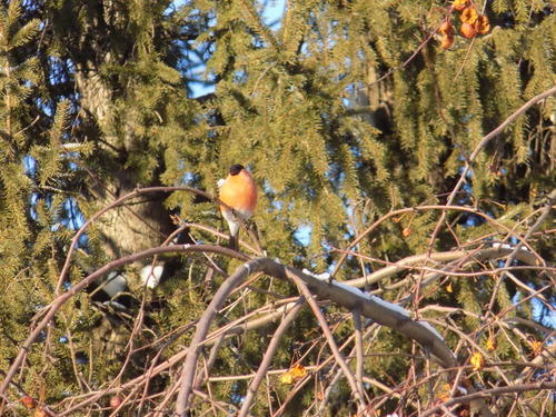 Eurasian Bullfinch (Pyrrhula pyrrhula), photo 7