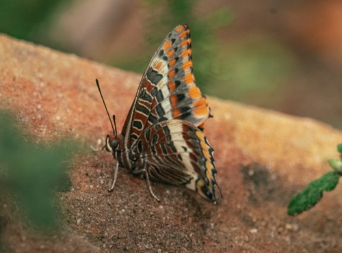 Two-tailed Pasha