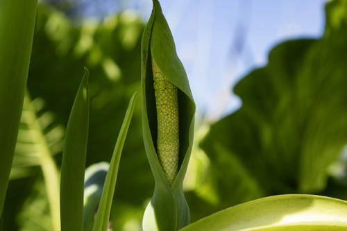Giant taro