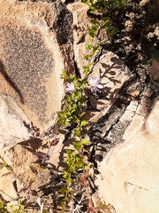Loeselia purpusii