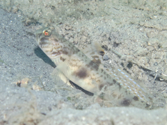 Smooth-Scale Shrimpgoby photo 4