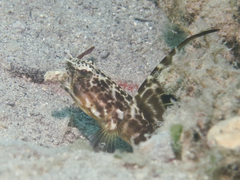 Smith's Shrimpgoby photo 5