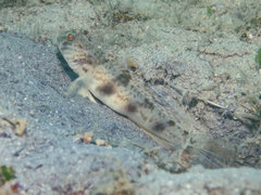 Smooth-Scale Shrimpgoby photo 3