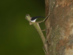 Draco melanopogon