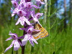 Lycaena helle