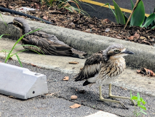 Bush Stone-curlew (Burhinus grallarius)