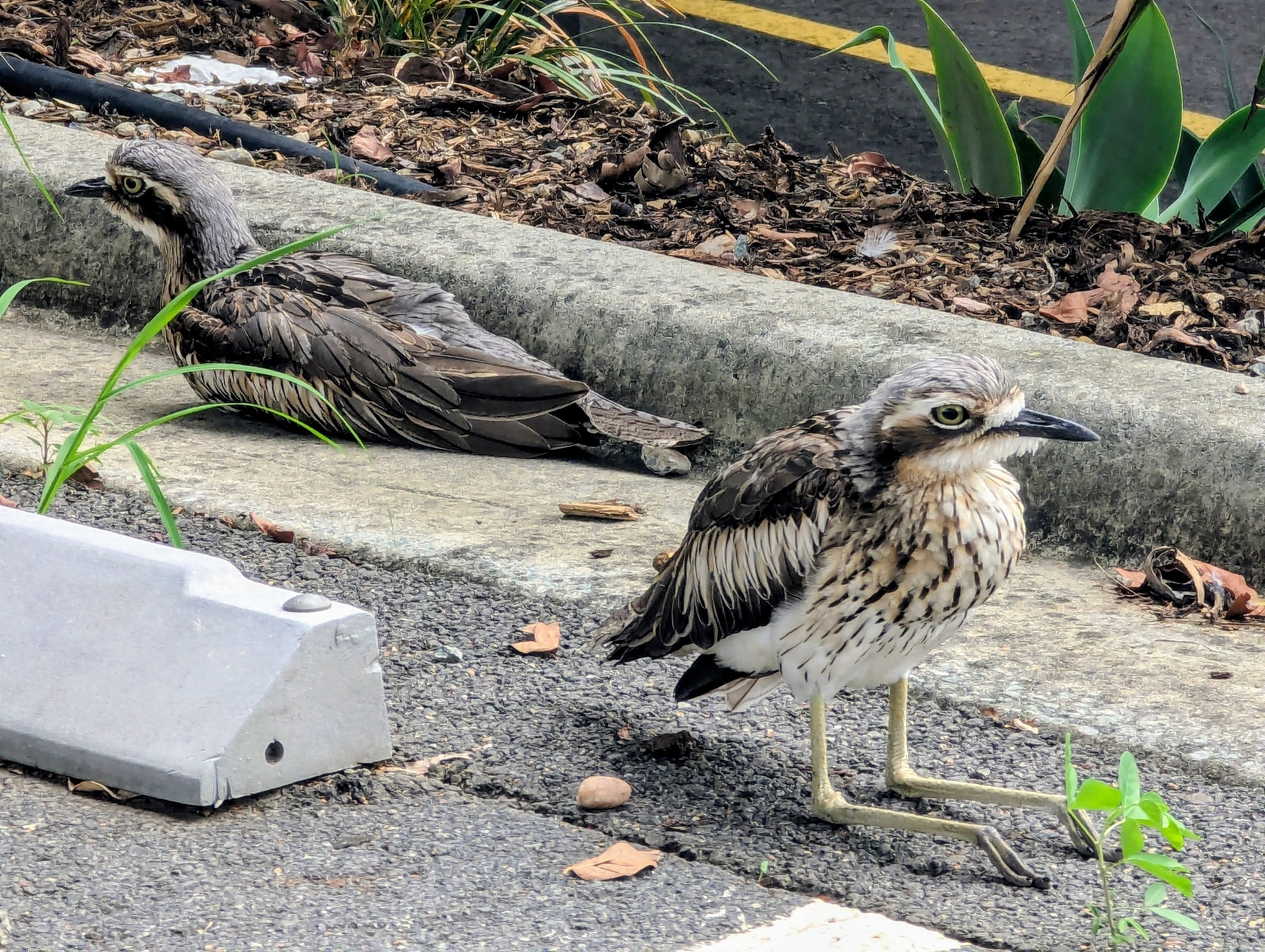 Bush Stone-curlew (Burhinus grallarius), photo 1