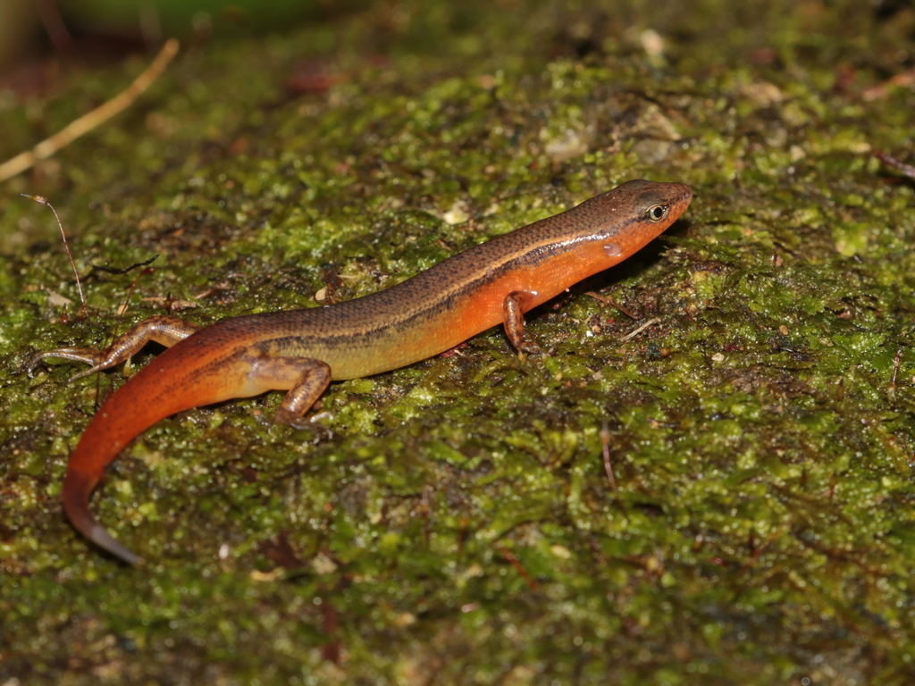 Black Ground Skink