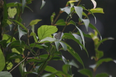 Catopyrops florinda