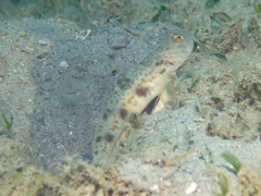 Smooth-Scale Shrimpgoby photo 5