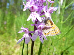 Lycaena helle