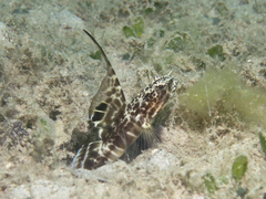Smith's Shrimpgoby photo 3