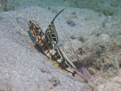 Smith's Shrimpgoby photo 2