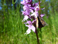 Lycaena helle