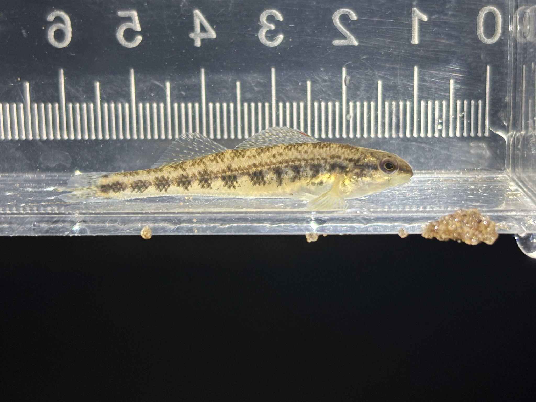 Chickasaw Darter photo 7