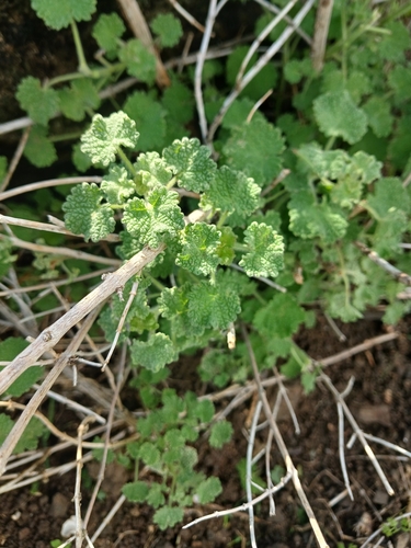 Pseudodictamnus undulatus, photograph 6
