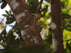 Draco blanfordii