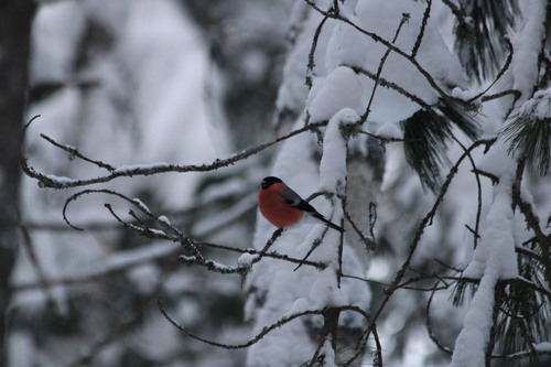 Eurasian Bullfinch (Pyrrhula pyrrhula), photo 4
