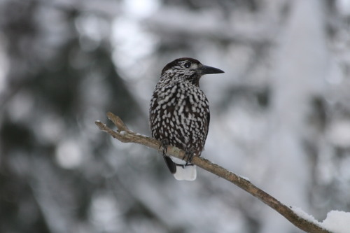 Northern Nutcracker (Nucifraga caryocatactes), photo 2