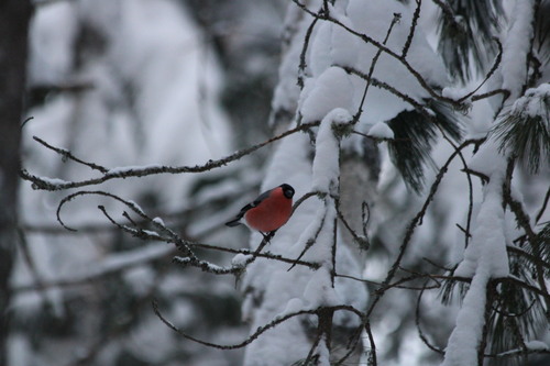Eurasian Bullfinch (Pyrrhula pyrrhula), photo 5