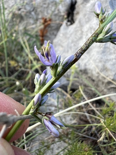 Asyneuma limonifolium, photograph 3
